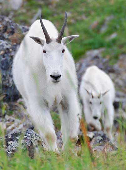 A nanny and yearling goat Kevin White photo