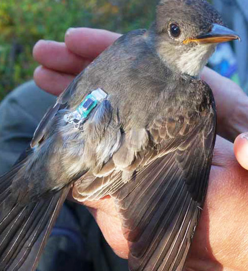 A flycatcher with a tiny geolocator on its back