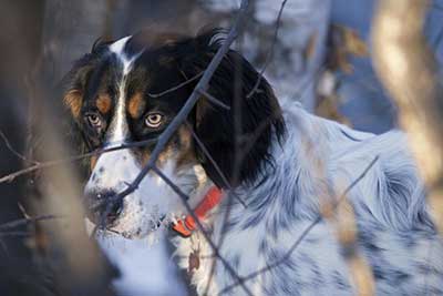 If a dog is sick and not eating a veterinary visit is warranted for reasons other than deworming Ken Marsh photo