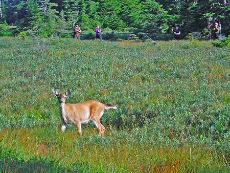 A Sitka blacktailed deer with habitat volunteers in the background  Photo by Nicole DeLuca Alaska Pacific University