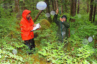 Volunteer Courtney Brown with APU masters student Nicole Deluca measuring browse on Hawkins Island  Photo by Doug McBride US Fish and Wildlife Service