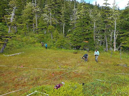 Habitat crew measuring forage on Hawkins Island  Photo by Tony Carnahan ADFampG