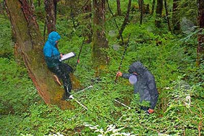 Siblings Kelsey Harrington volunteer and Chris Harrington ADFampG wildlife technician measuring browse on Hawkins Island  Photo by Doug McBride US Fish and Wildlife Service