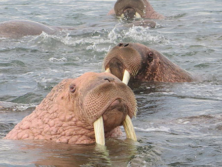 Walrus at Round Island Photo by Maria GladziszewskiADFampG