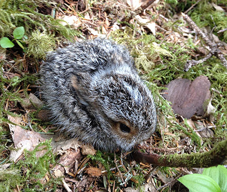 A young snowshoe hare baby hares are called leverets Because hares rely on camouflage they may remain still when approached This does not mean they are in trouble and they should be left alone Photo by Dave Gregovich