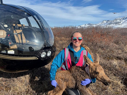 Sara Henslee holding a moose in front of the R44 helicopter Photo by Savannah Paulsen Bering Air pilot