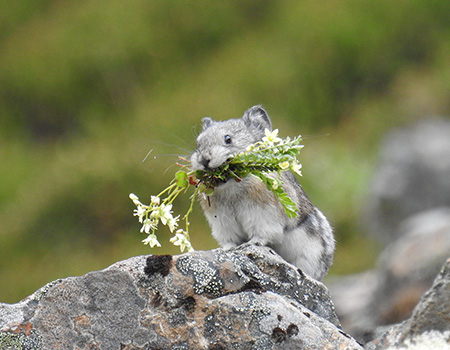 A pika gathers fodder for its haypile Related to rabbits and hares pikas don39t hibernate and survive winters by feeding on stored vegetation Photo by Luke Metherell