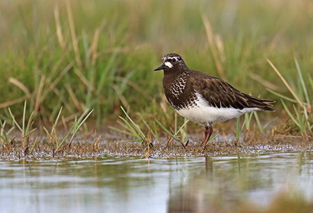 A Black Turnstone Photo by Tim Bowman