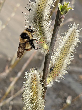 Bumblebee  or a flower fly that39s a bumblebee mimic Photo by Sanaa Siddiqi