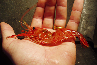 Coonstripe shrimp Photo by Dave Harris