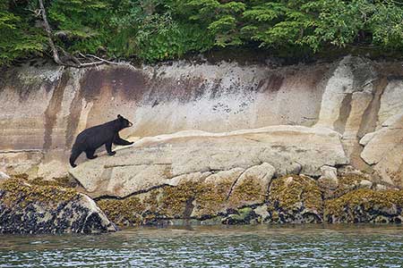 A black bear works the intertidal area on an island in Prince William Sound Milo Burcham photo