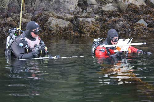 Divers with transect rods in Whiting Harbor prepare to survey