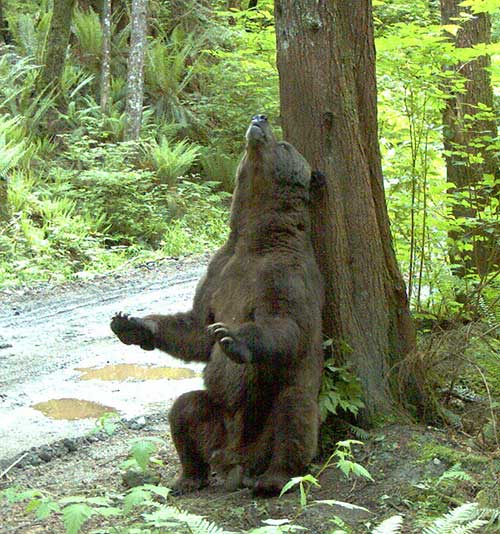 An adult male brown bear marks a rub tree in British Columbia captured by a motion sensitive camera Trail cameras are valuable tools for biologists studying chemical signaling rub trees and scent marking in bears Photo courtesy Melanie Clapham