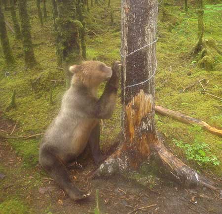A brown bear near Yakutat in Southeast Alaska investigates a rub tree Loops of barbed wire snag tufts of hair and fur from bears as they mark the tree providing valuable genetic data Scarring and scratching by marking bears is also evident on the tree Courtesy Anthony Crupi