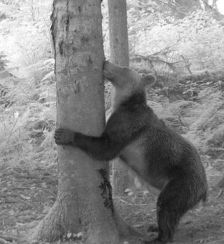 A female brown bear in British Columbia investigates but does not mark a rub tree A trail camera in the infrared night mode captures the image in black and white Courtesy Melanie Clapham