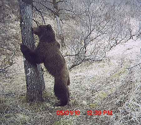 Kodiak Island quotCamera trapperquot Robin Overall captured this image of a Kodiak bear investigating a rub tree