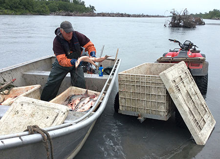 Division of Subsistence researchers accompany a Yakutatbased commercial fisherman on a trip to Dry Bay north of Yakutat Photo Josh Ream