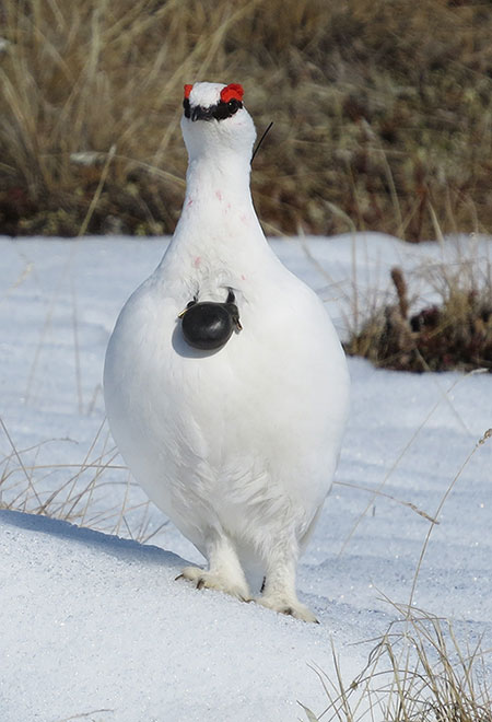 A male rock ptarmigan in winter plumage equipped with a radio transmitter Rick Merizon photo