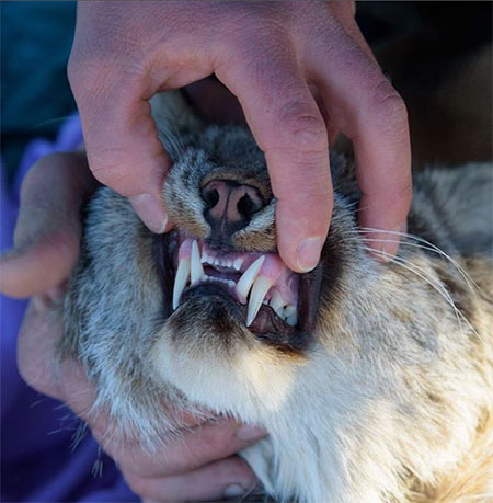 When researchers capture a lynx they check the condition of their teeth because this is often a good indicator of the age and health of the animal Canada lynx have 28 razor sharp teeth and the canines are longer and even sharper than the others Lynx use their canines to quickly grab puncture and kill their prey This particular lynx is a 35 year old mature male and his teeth are in excellent condition For a lynx the only thing sharper than their teeth are their needle like claws Photo by Dana Fjare