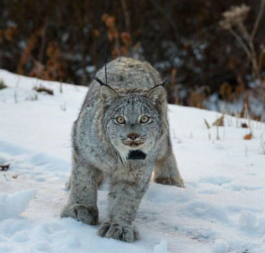 The Kenny Lake lynx as he is released with his new collar 49 miles south of his capture site in the chicken coop at Kenny Lake and halfway to Valdez Photo by Dash Feierabend