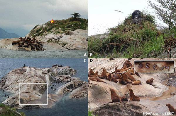 These images show the timelapse camera installed at South Marble Island A The gold star indicates the location of the camera overlooking the haulout in the foreground B The camera was camouflaged using a combination of paint netting and local vegetation C The elevated vantage point means that the camera captures the entirety of the haulout D We can use images captured by this camera to identify permanently marked Steller sea lions such as W330 which was marked at White Sisters in 2005 and is visible nursing a yearling in this photo taken while installing the timelapse camera The area captured in image D is approximated by the white box in image C