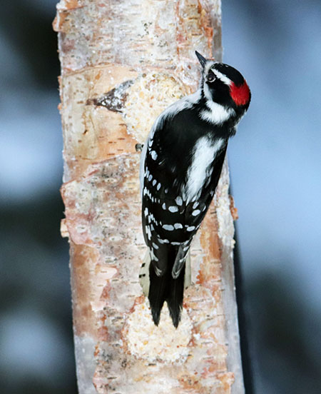 A Downy woodpecker Note the black spots on the outer white tail feathers Photo by Katie Christie