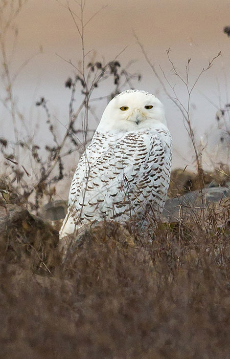A snowy owl Alaska supports 100 percent of the US breeding population of gyrfalcons roughlegged hawks and snowy owls Photo by Jim Dau