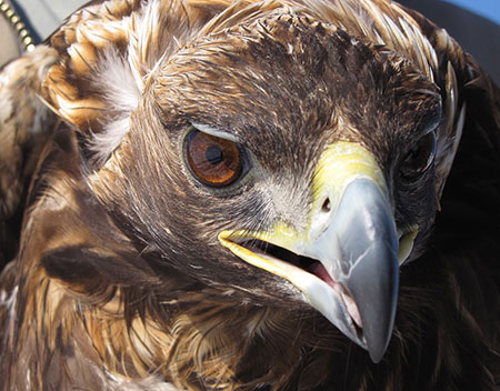 A golden eagle Biologists are studying the migration movements of golden eagles in Alaska Photo by Travis Booms