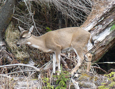 On a doe the facial colorings gradually transition between the darker forehead cap and light muzzle Note the relatively small tarsal gland staining on the doersquos inner leg The area above the eyes is different as bucks have the pedicle or antler base Steve Bethune photo