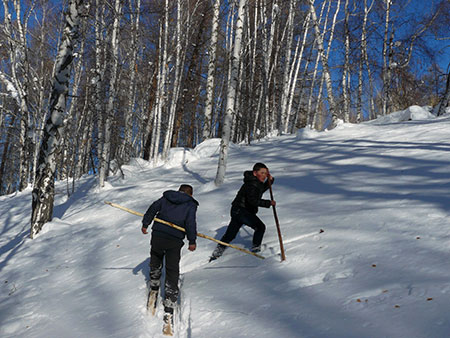 Altai youth setting a skintrack up a slope in the birch forest