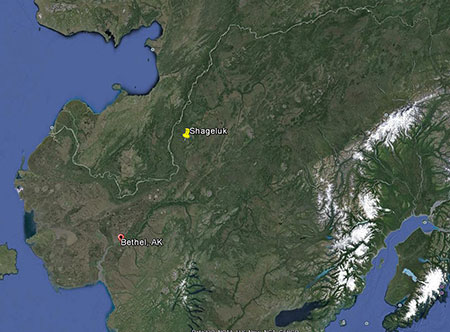 Southwestern Alaska has a wealth of good wood bison habitat In 2015 130 bison were introduced near Shageluk The Yukon River is the prominent river crossing the photo from the top right corner to the left edge While most of the herd is within 50 miles of Shageluk some animals have ranged north along the Yukon and even swum the river multiple times and one bison traveled more than 200 miles south to the Bering Sea coast south of Bethel