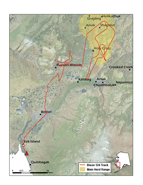 The travels of Wood Bison 124