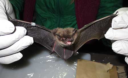 A biologist tags a little brown bat with a metal wing ID band at Fish Creek on Douglas Island near Juneau