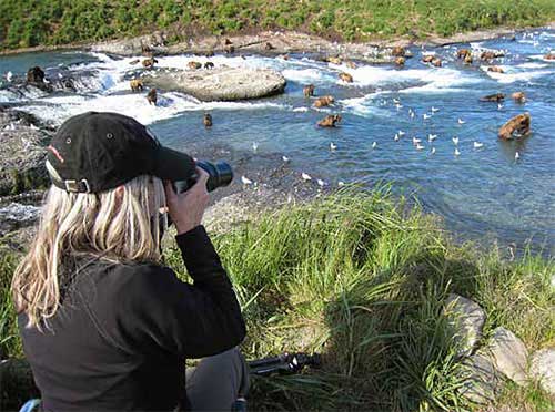 Bear viewing at the platform the main viewing area at McNeil River Falls