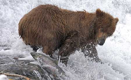 A chum salmon darts by a fishing bear the the falls Drew Hamilton photo