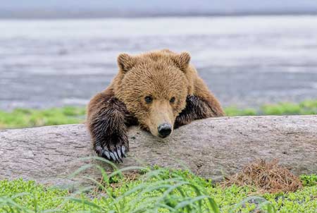 A young bear resting Larry Aumiller photo