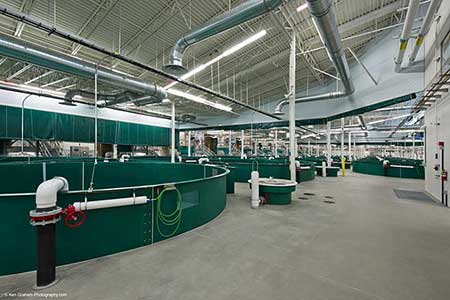 Production tanks inside the William Jack Hernandez Sport Fish Hatchery in Anchorage Alaska