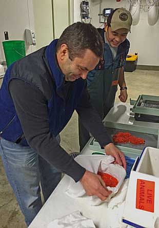 Hatchery staff at the Ruth Burnett Sport Fish Hatchery in Fairbanks placing eyed rainbow trout eggs into incubation trays
