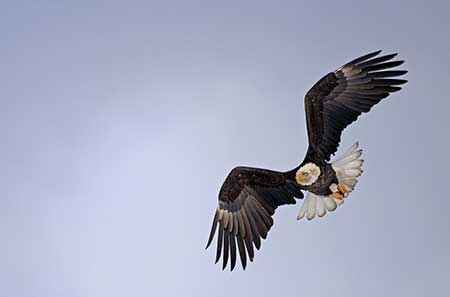 The Stikine River Birding Festival in Wrangell is an opportunity to observe millions of shorebirds and the area also attracts thousands of bald eagles creating the largest springtime concentration in North America Photo by Ken Marsh