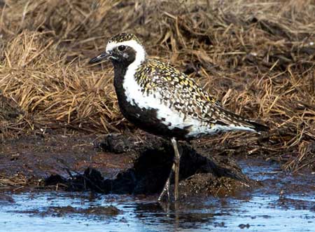 Pacific golden plover Photo by Jim Dau