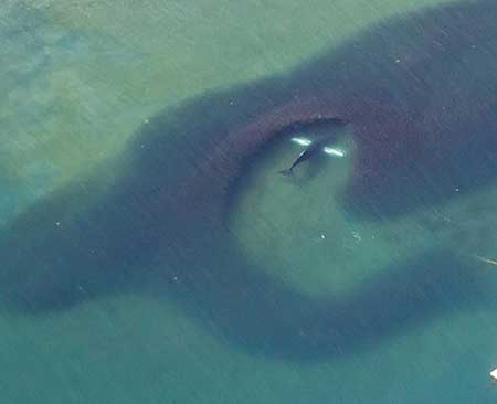 A humpback whale swimming through a school of herring near the village of Tatitlek in NE Prince William Sound in spring 2014 These photos were taken during an aerial survey to assess the miles of herring spawn along beaches in Prince William Sound The Sitka Whalefest in November celebrates Alaska39s humpback whales Rich Brenner photo