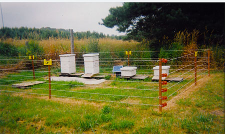 Bees and hives attract bears and bears will eat the bees and larvae as well as the honey