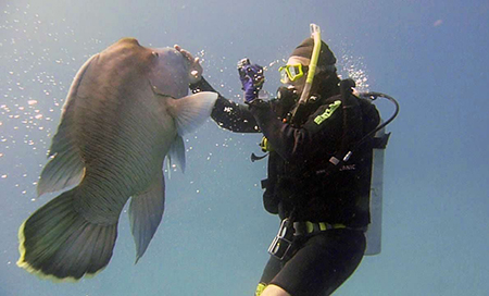 Jeff diving with friends Oksana and Arlo Midgett on the Great Barrier Reef in Australia with a Maori wrasse Photo courtesy Arlo Midgett