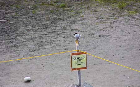 An Arctic tern perches on a sign designating the offlimits area near the Mendenhall Glacier where ground nesting Arctic terns raise their young in May June and early July