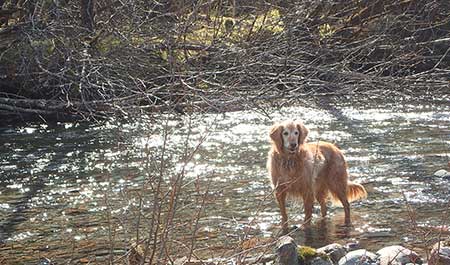 A dog plays in Gold Creek