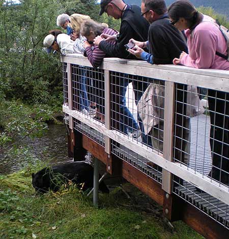 A crowd watches a bear pass underneath the viewing platform at the Mendenhall Glacier Laurie Craig photo