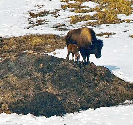 First newborn calf of 2017 spotted nursing while standing on a beaver lodge northeast of Holy Cross Alaska ADFampG
