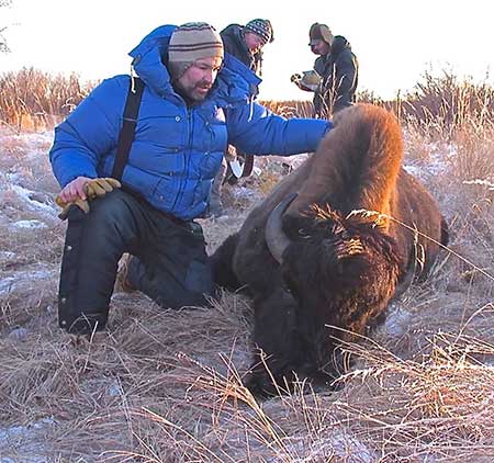 Wood bison biologist Tom Seaton prepares to place a GPS collar on a sedated wood bison Photo by Rick Westphal