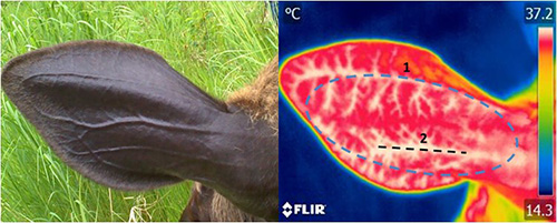 An infrared image shows warm blood in the arteries of a moose39s ear