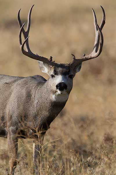 Buck mule deer sniffing the air at Nash Wash Wildlife Management Area in Utah Mule deer are found across much of western North America but are not native to Alaska Occasional sightings have been reported in the eastern Interior since at least the 1970s All have likely immigrated from the Yukon Photo by Brent Stettler Utah Division of Wildlife Resources